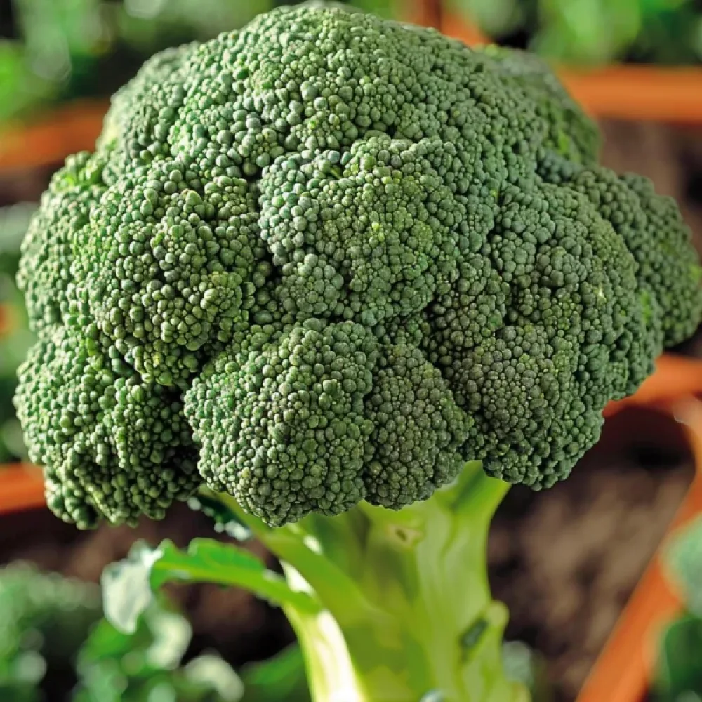 Broccoli 'Wiarus'