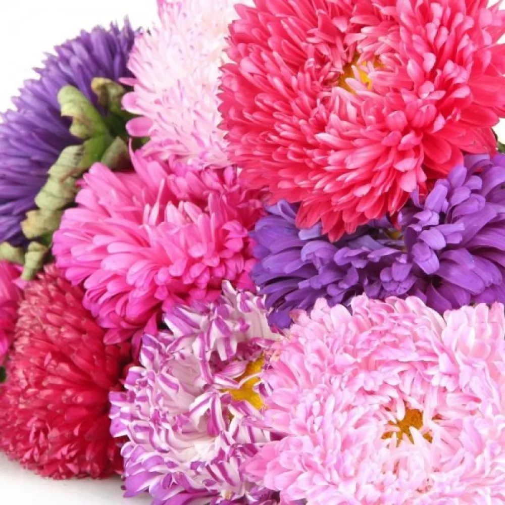 Sommaraster pionblommig – mix