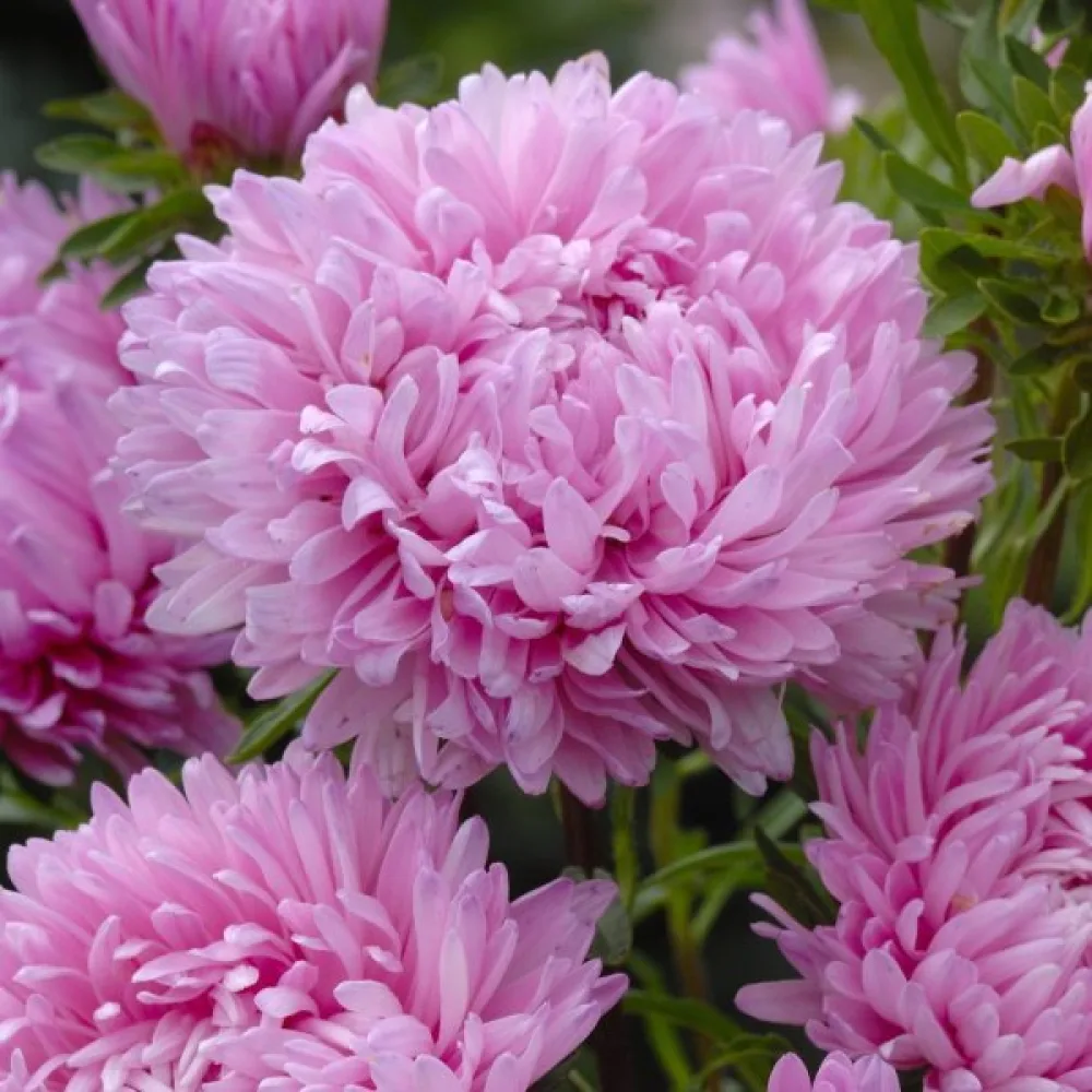 Sommaraster 'Apollonia' – rosa