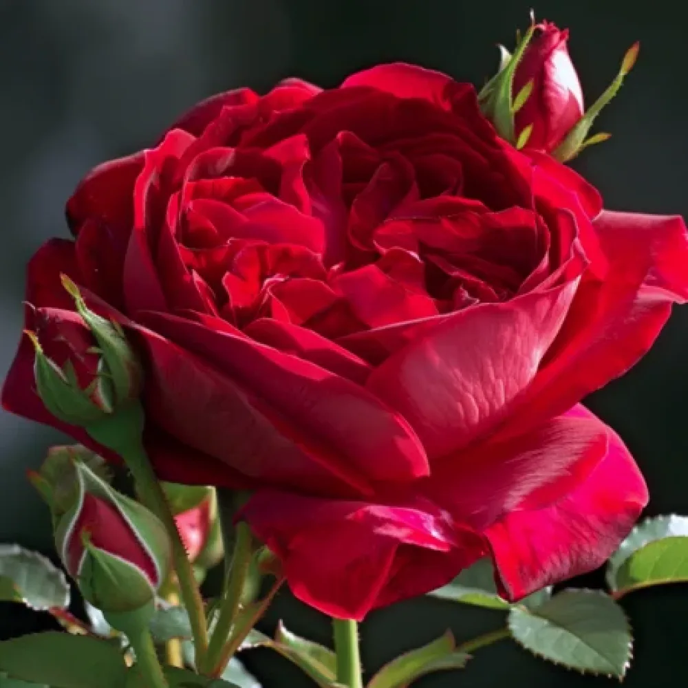 Ros 'Red Star'