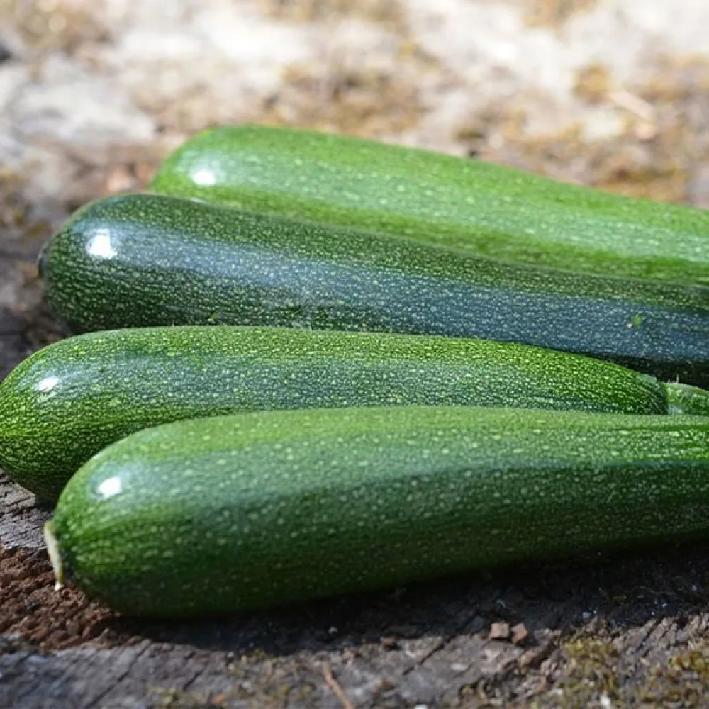 Zucchini 'Verte Noire Maraîchère'