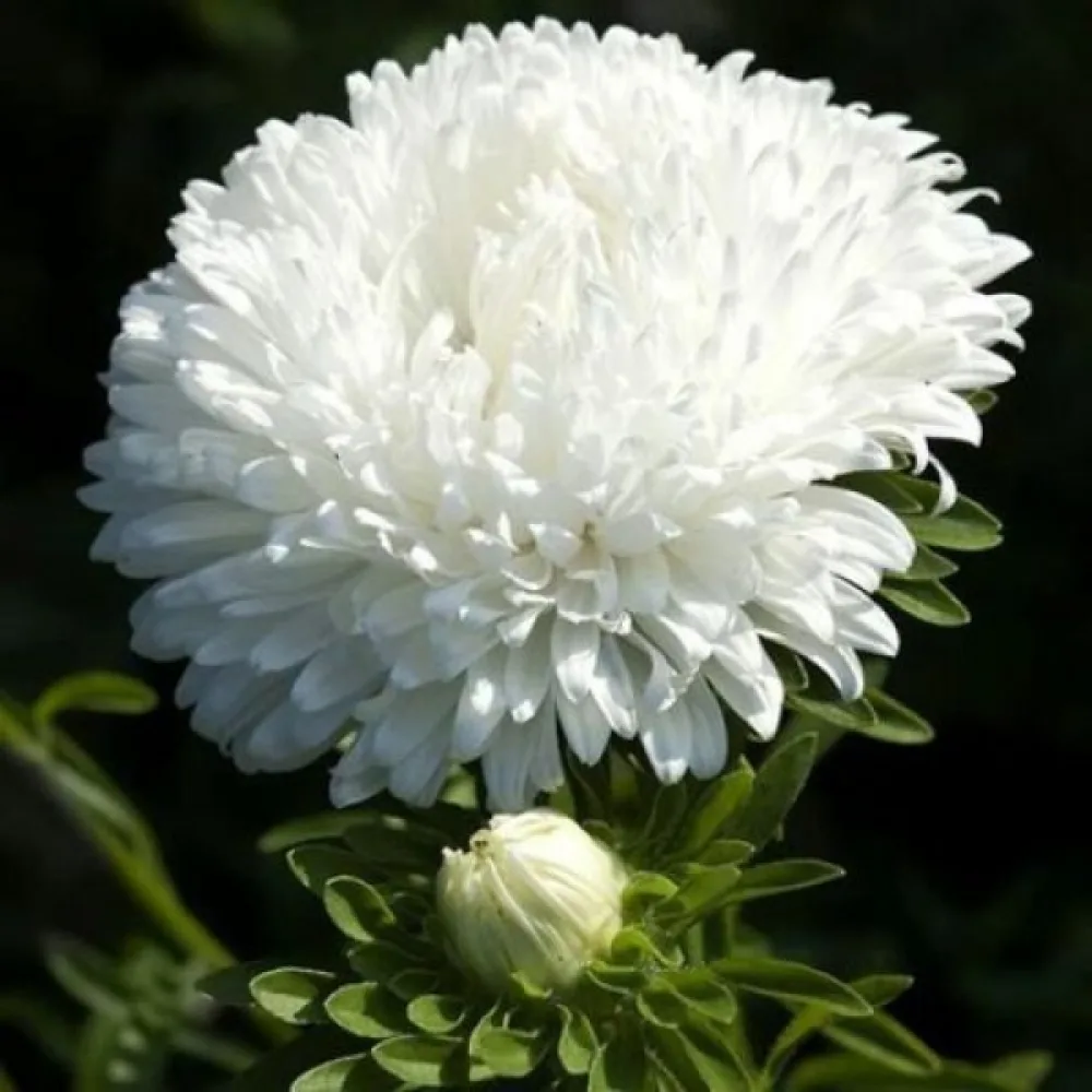 Sommaraster pionblommig – vit