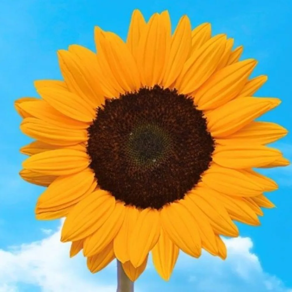 Solros 'Sunshine'
