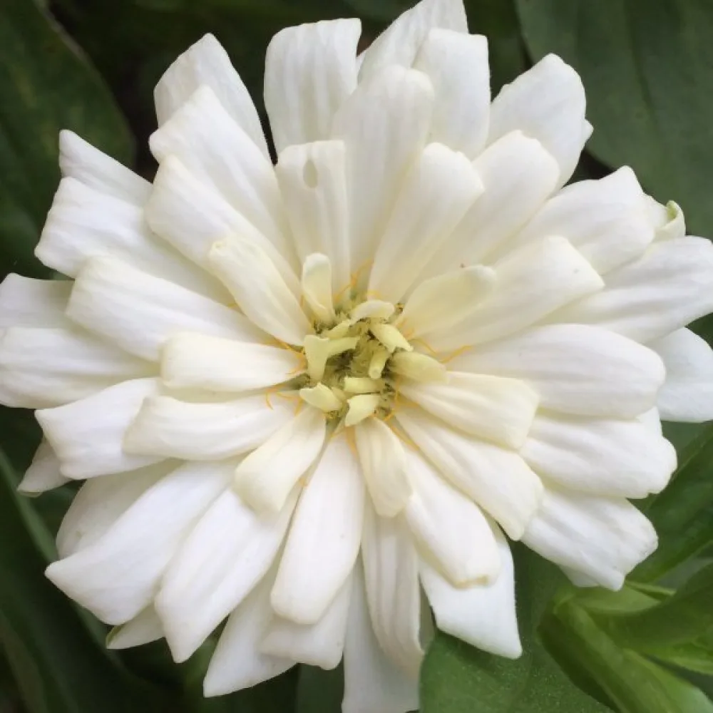 Zinnia 'Snowman'