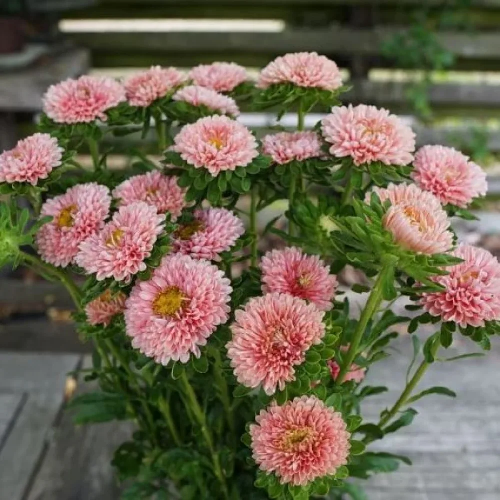 Sommaraster 'Baronesse' – laxrosa