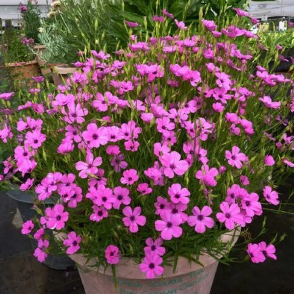 Viskaria 'Nobilis', laxrosa