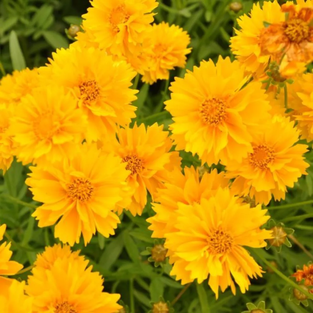 Skönöga 'Sunburst'