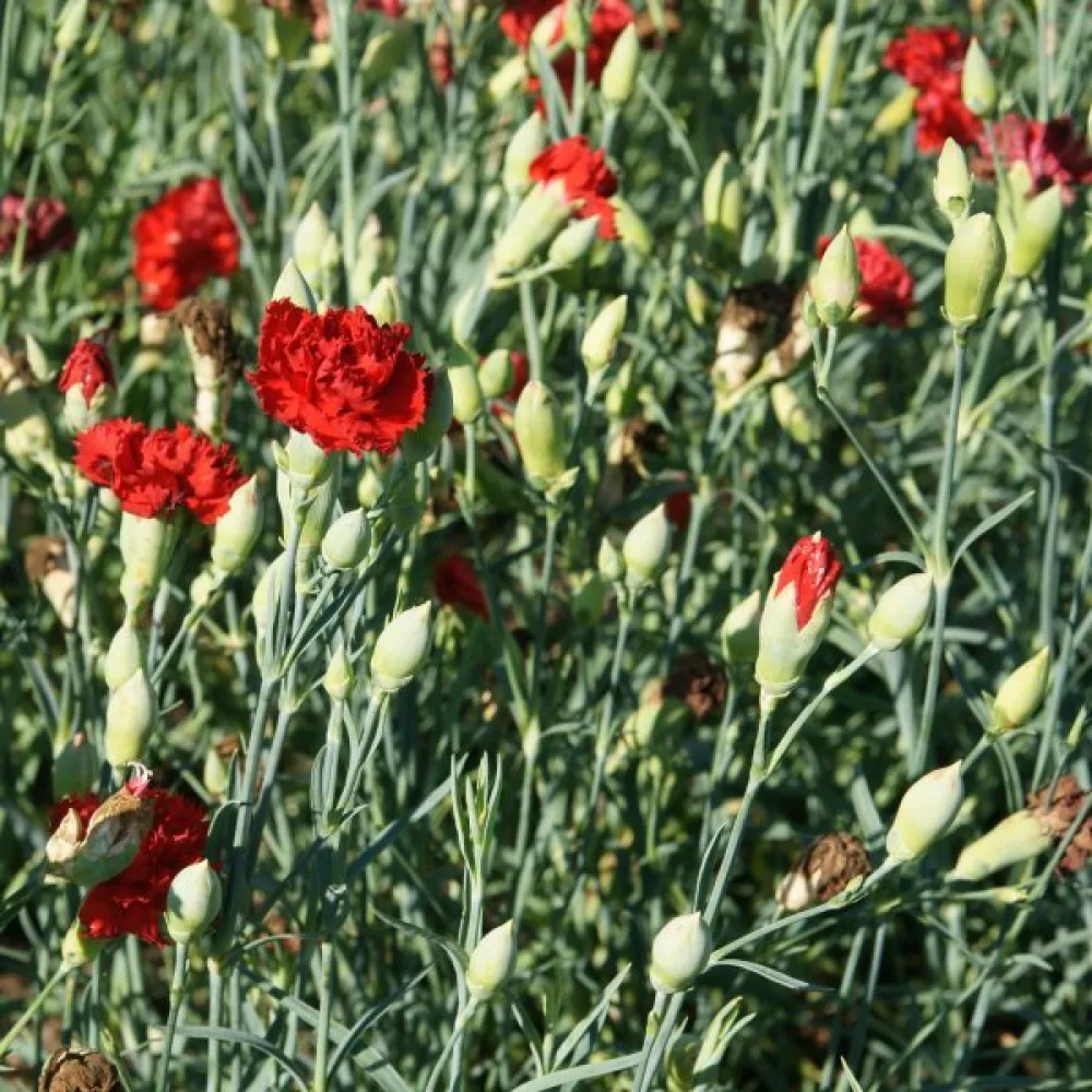 Nejlika Chabaud 'Nero'