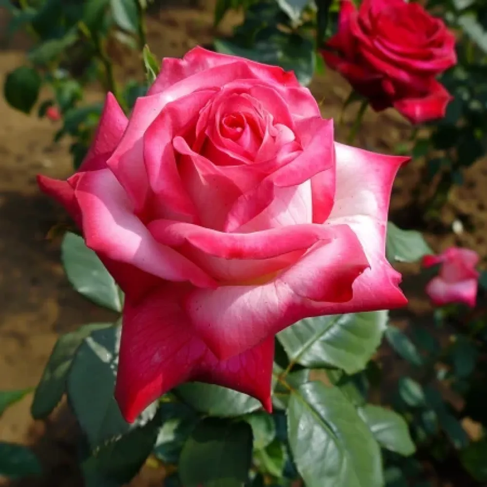 Ros 'Rosalita' – barrotad