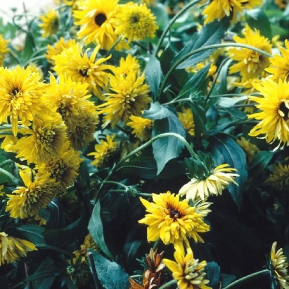 Sommarrudbeckia 'Gloriosa Double Daisy'