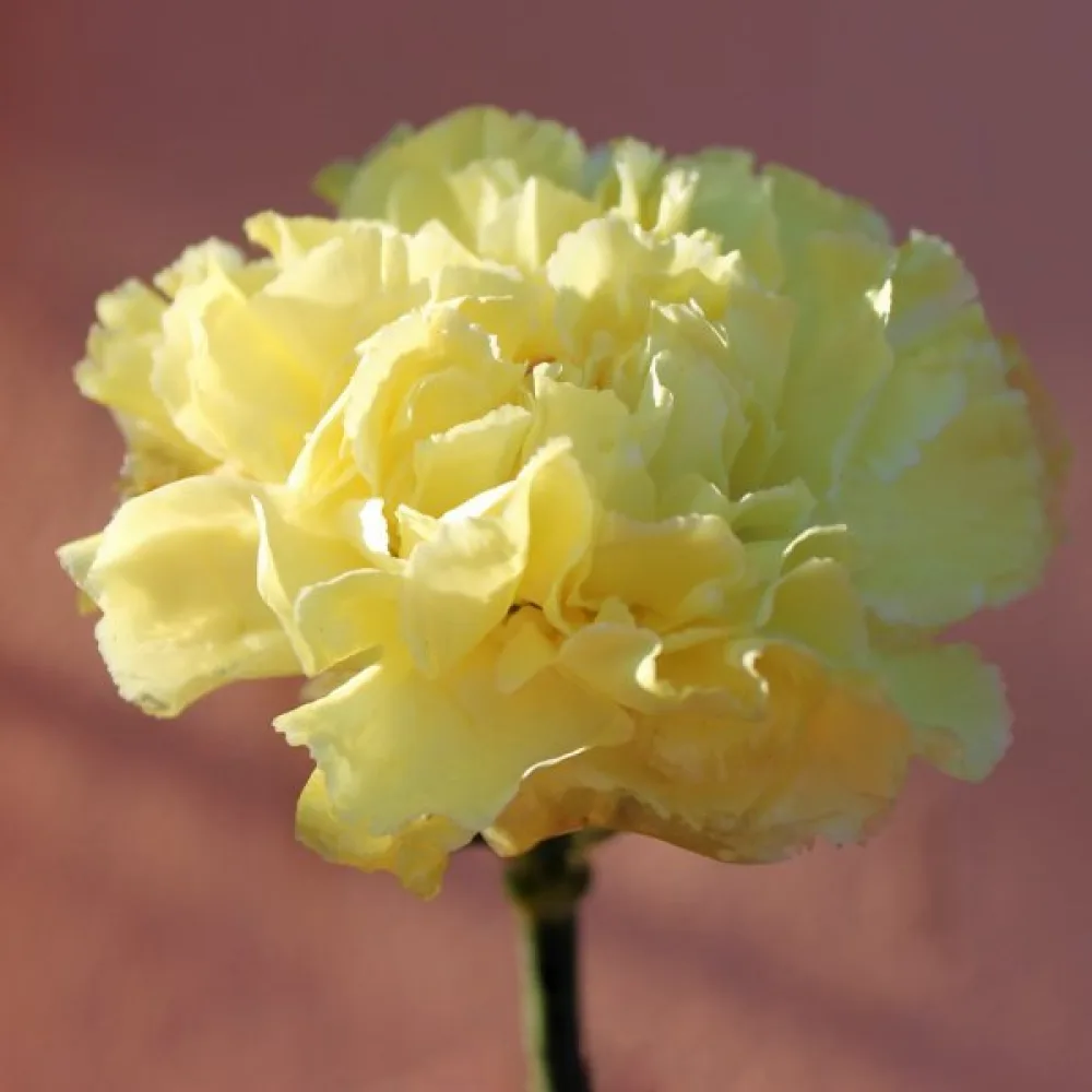 Nejlika Chabaud 'Marie Chabaud'