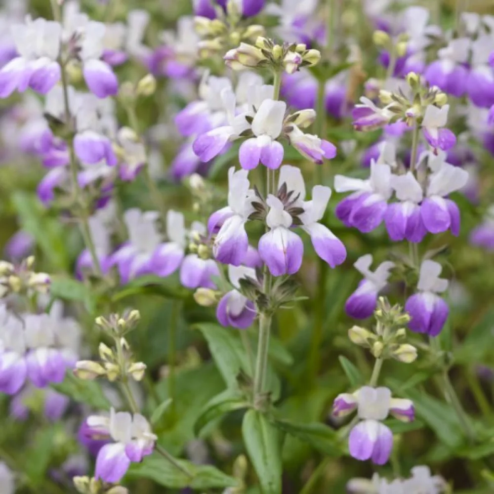 Collinsia, tvåfärgad