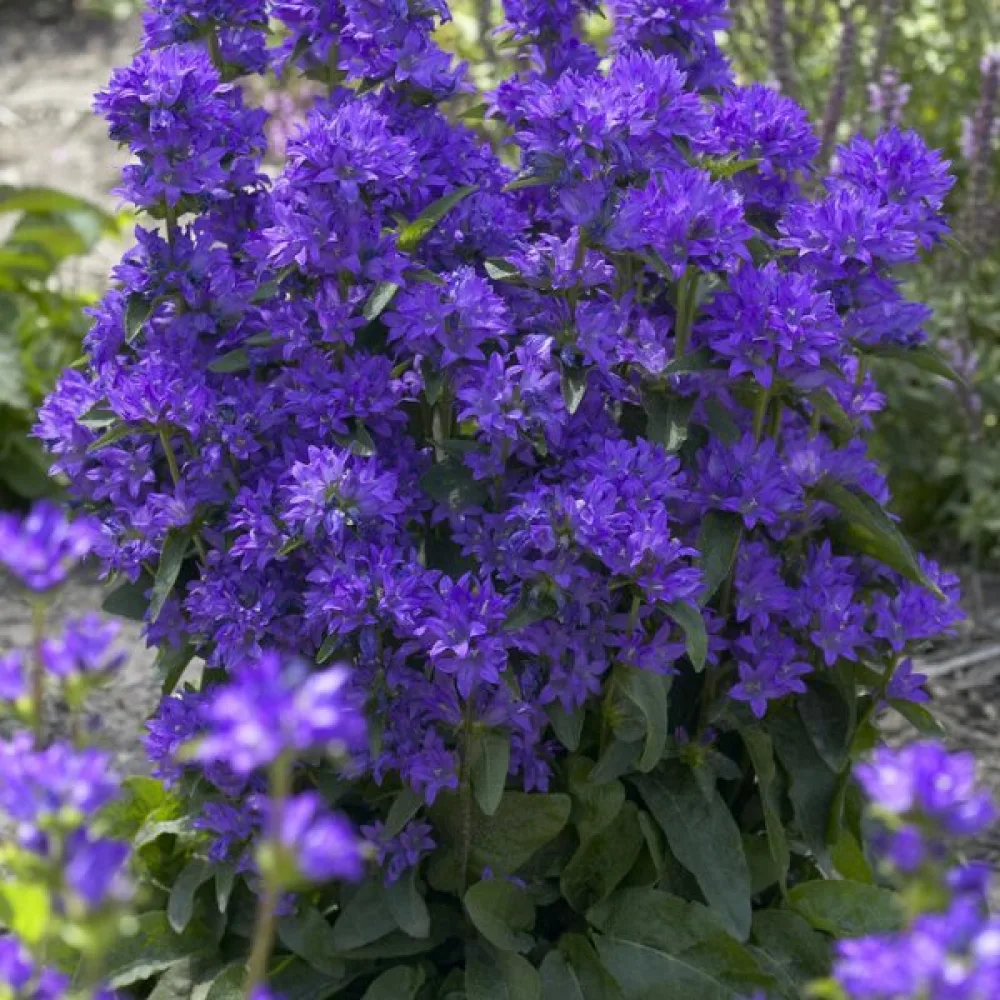 Toppklocka Campanula glomerata var. dahurica – violettblå