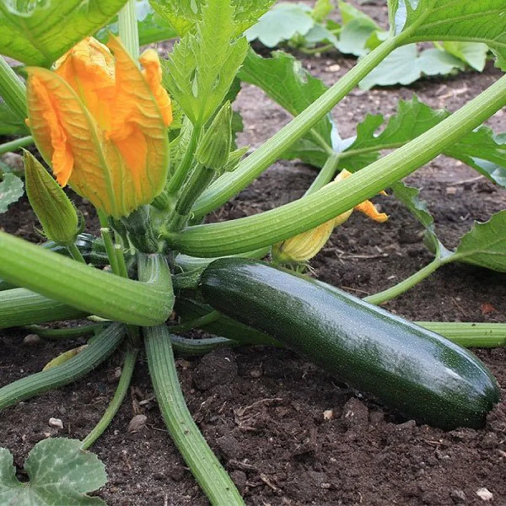 Zucchini 'Black Beauty'