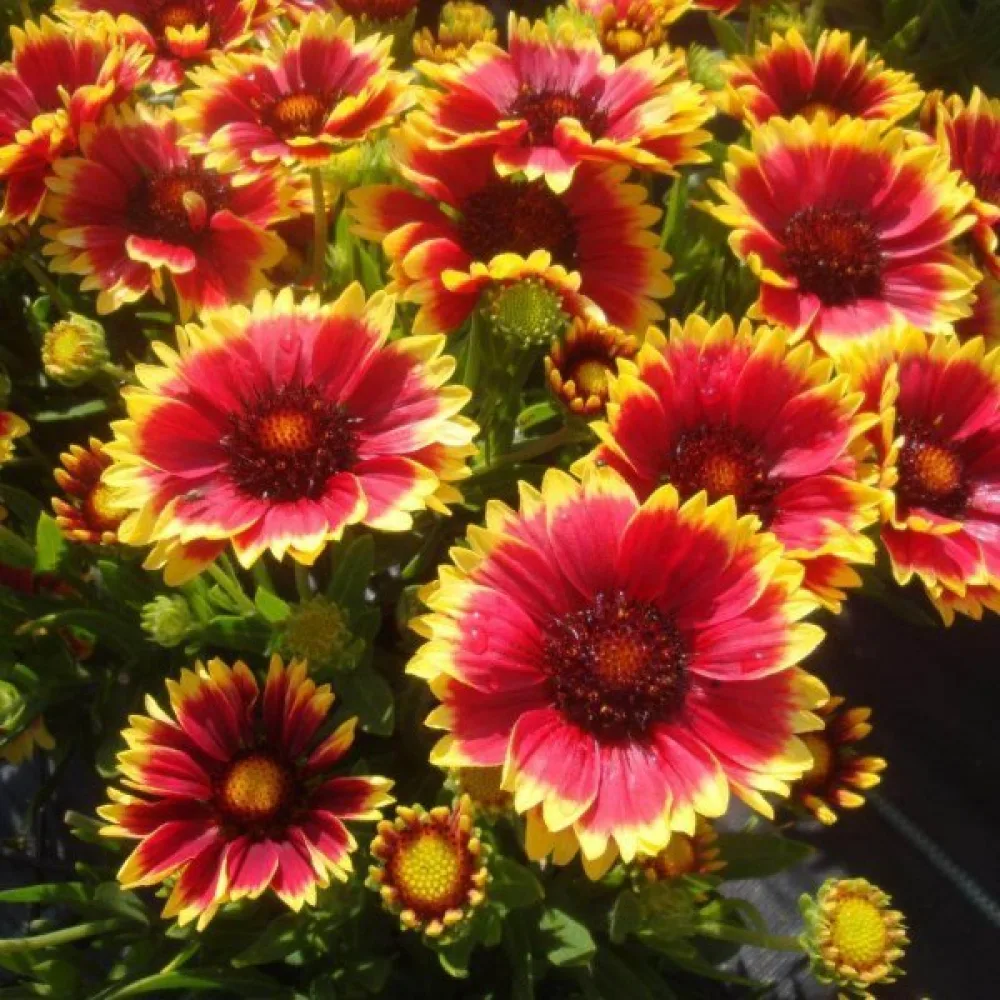 Kokardblomster Gaillardia pulchella, enkel, mix