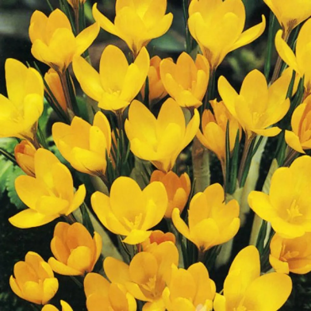 Krokus 'Yellow large flowering'