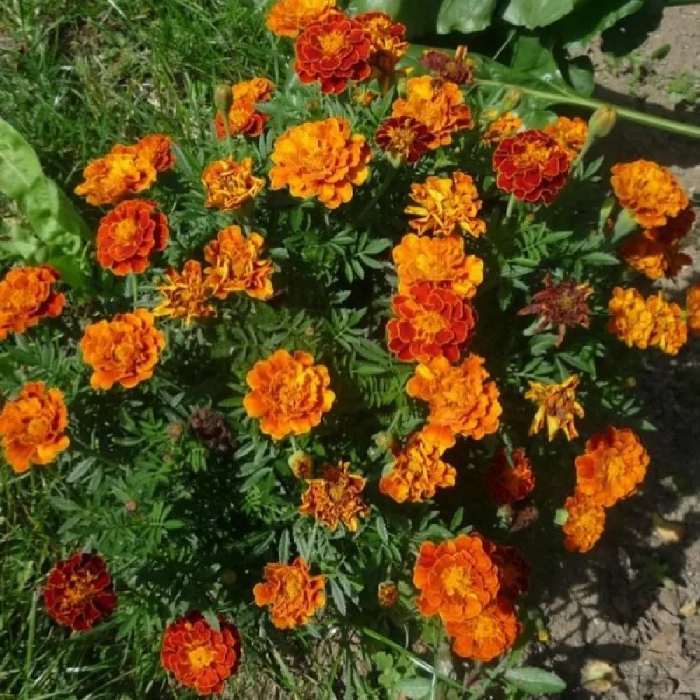 Fransk tagetes 'Nema TP'