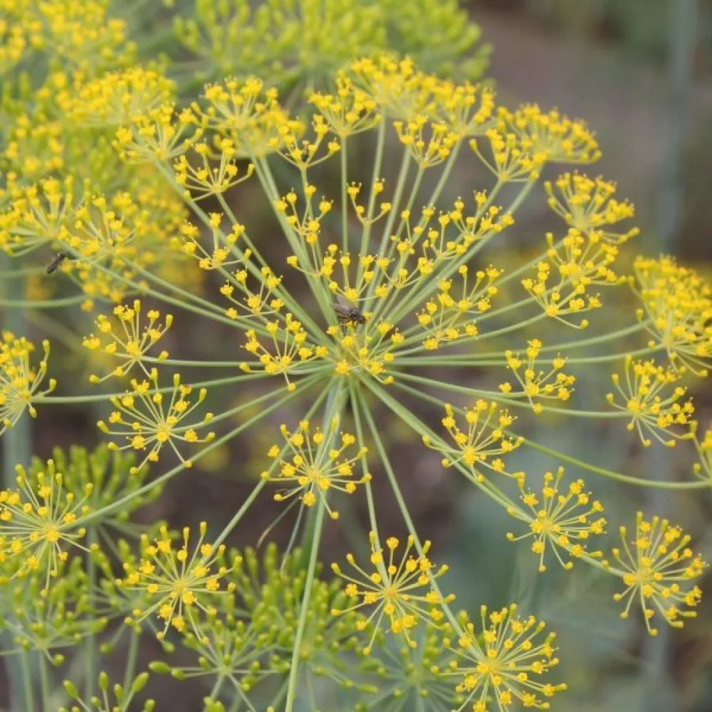 Dill 'Dark'