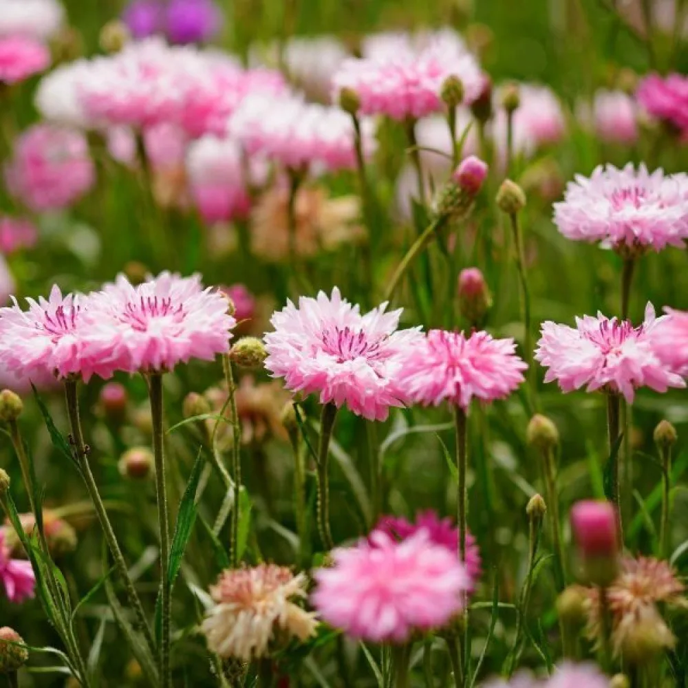 Blåklint 'Pink Ball', rosa