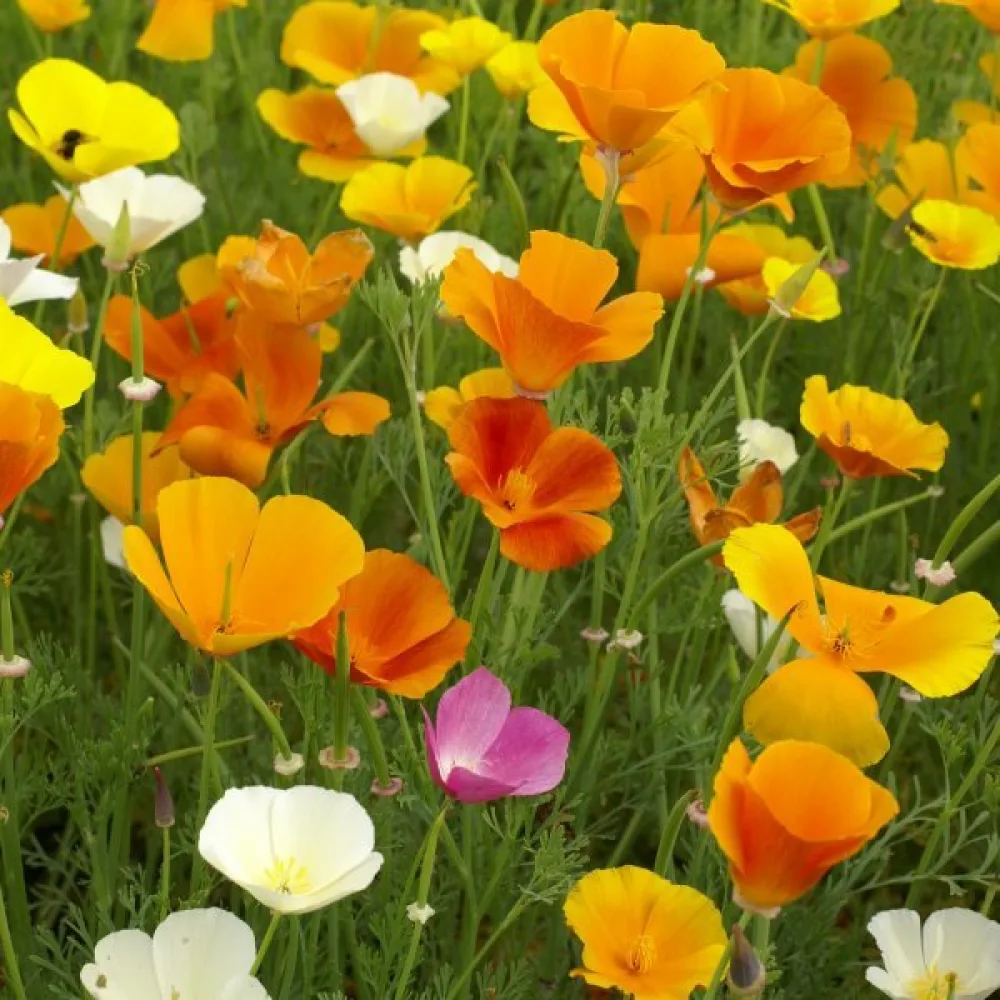 Sömntuta Eschscholzia californica, mix