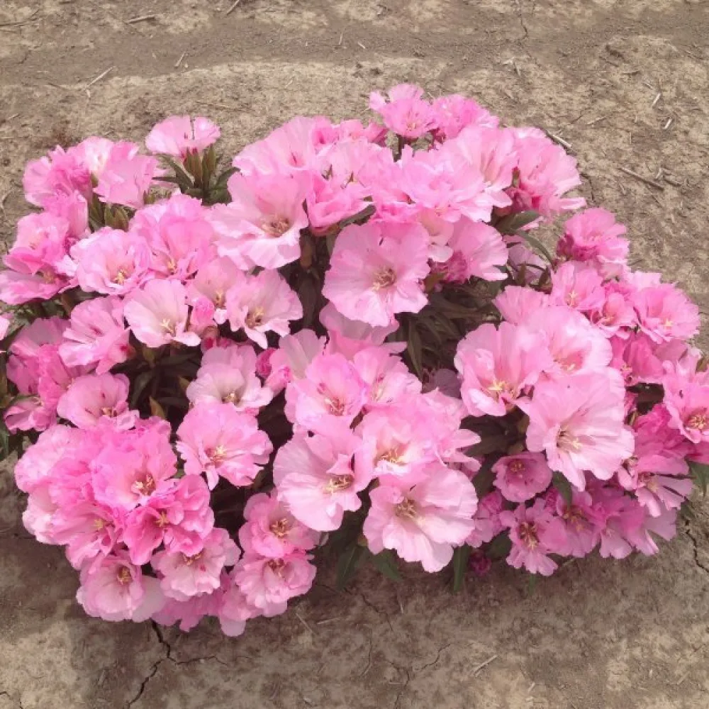 Atlasblomma 'Sweetheart', rosa