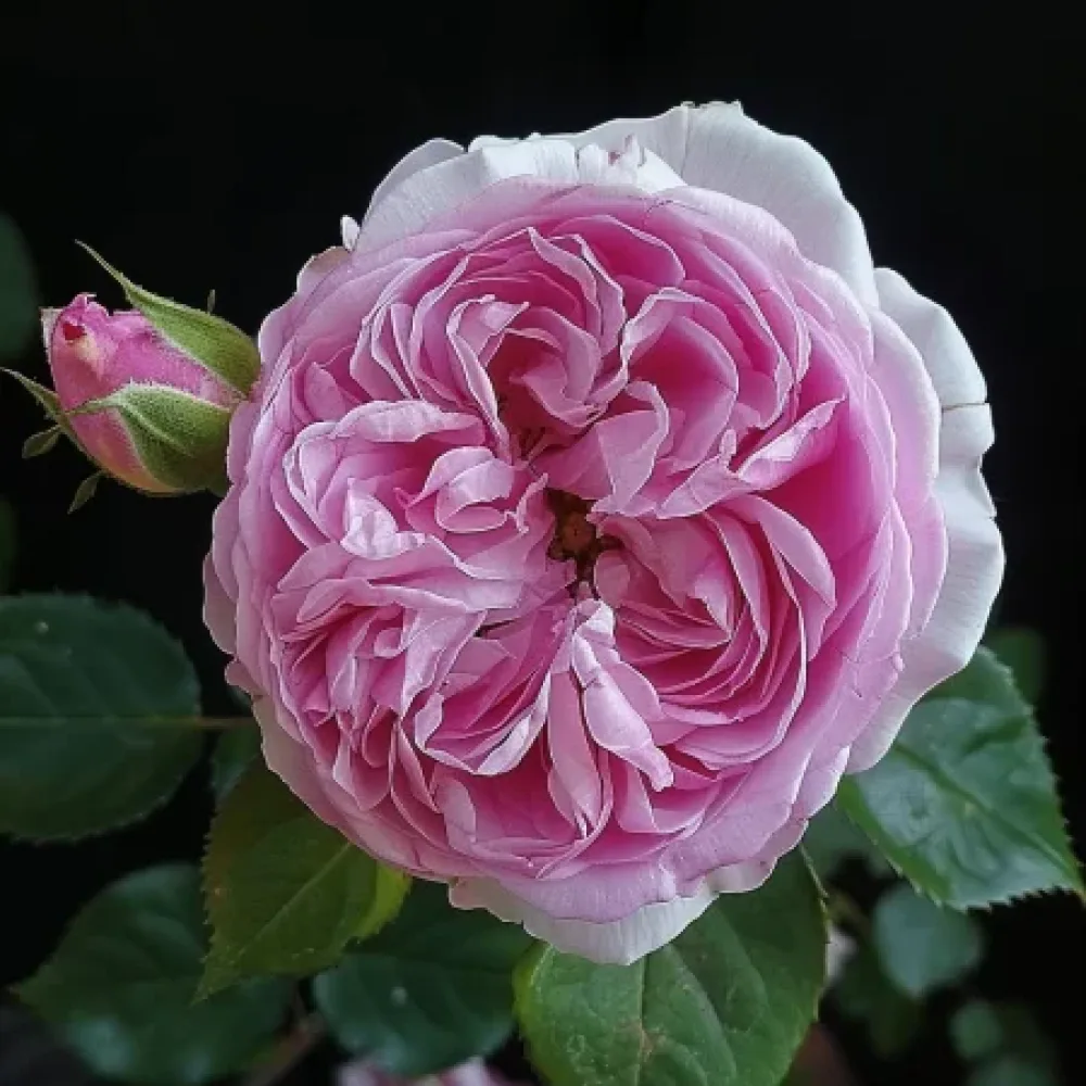 Ros 'Hidden Grace' – barrotad