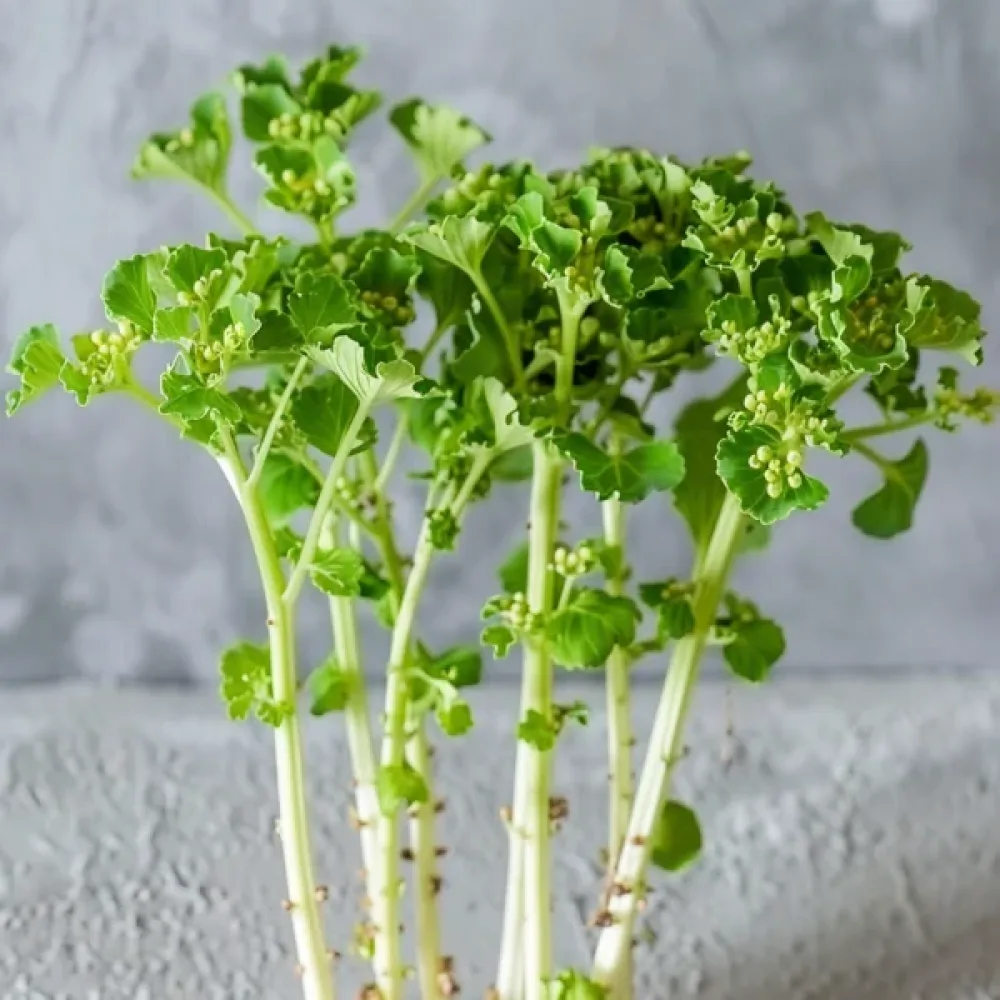 Broccoli 'Raab Early Sprouting'