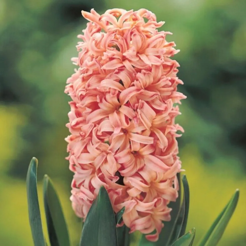 Hyacint 'Gipsy queen'