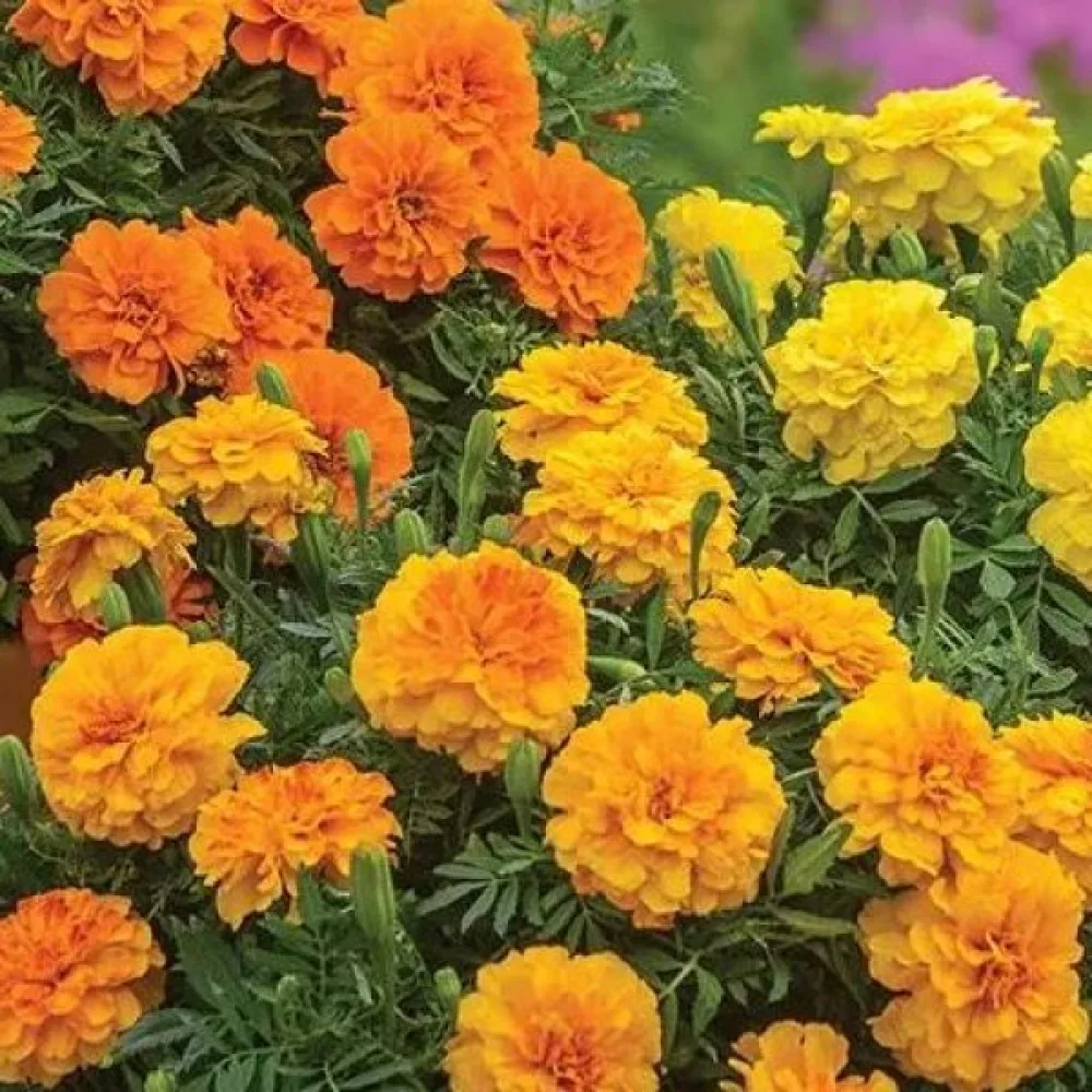 Fransk tagetes 'Burpee Melody'