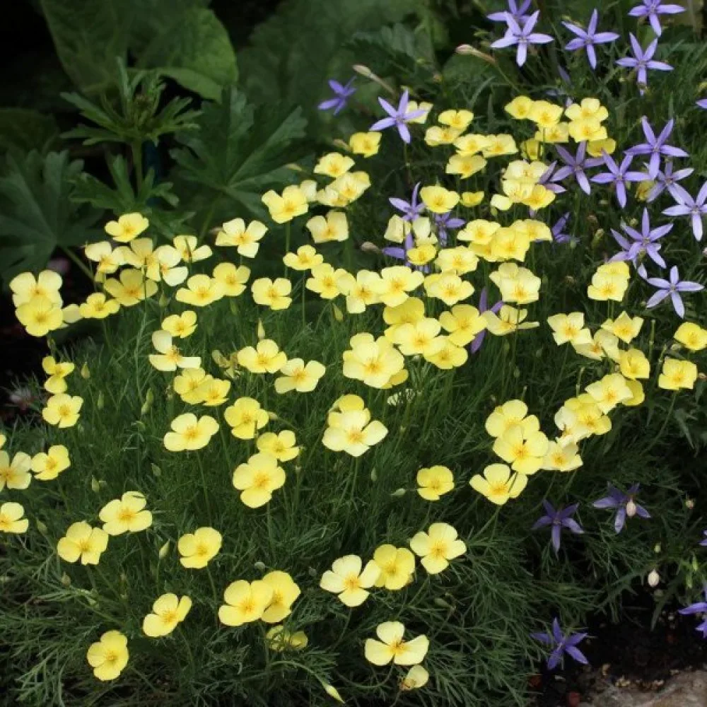 Sömntuta 'Sandew', citrongul
