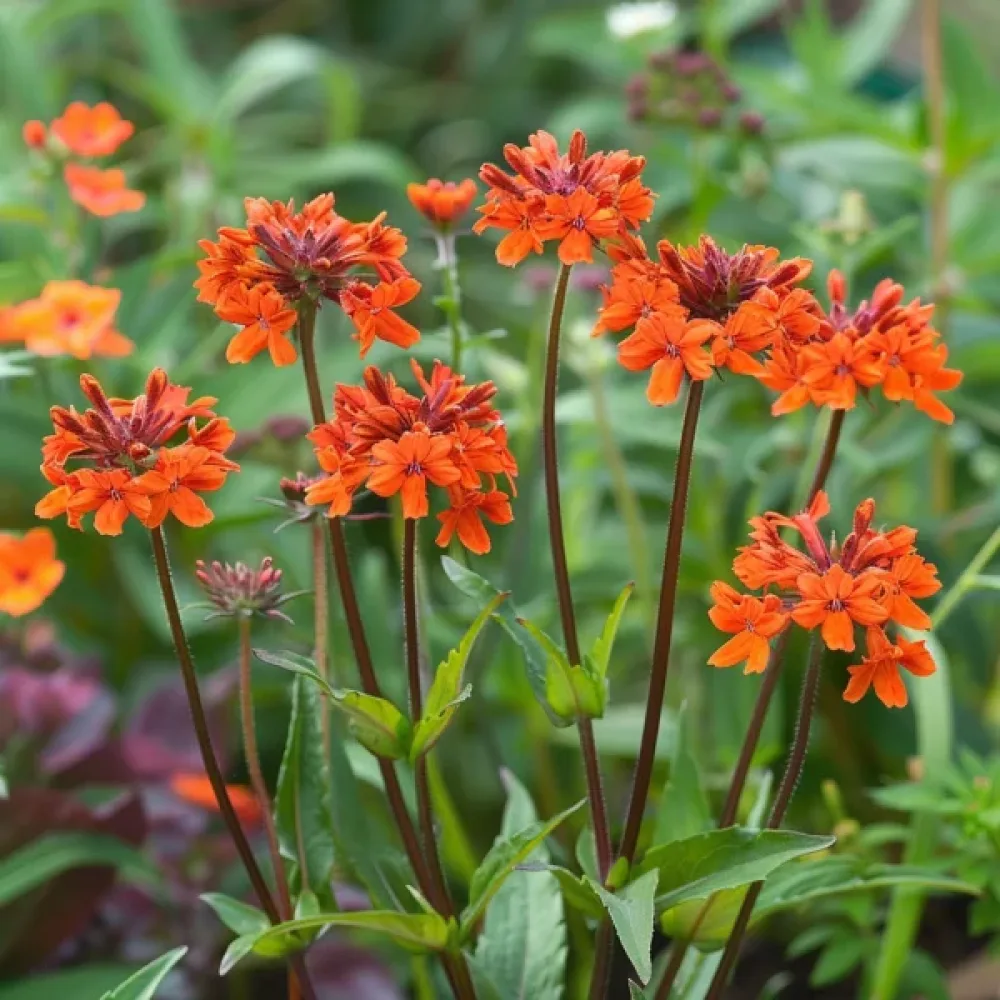 Lychnis 'Vesuvius' röd
