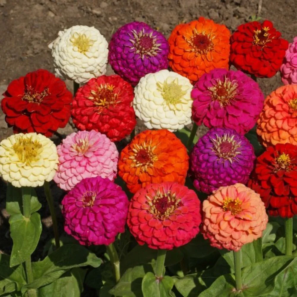 Zinnia 'Pepito' (blandning)