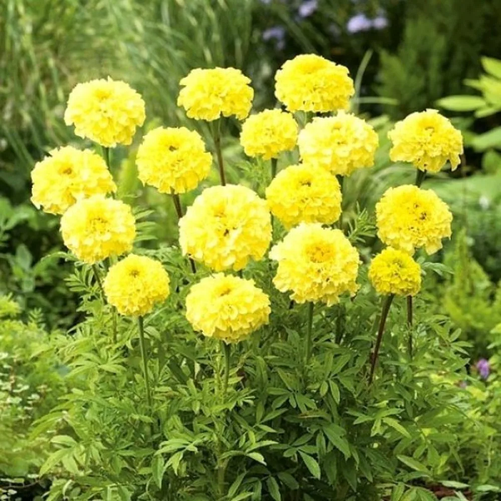 Afrikansk tagetes 'Calando Golden'
