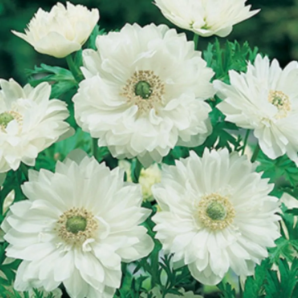 Anemon 'Mount Everest st. Brigid'