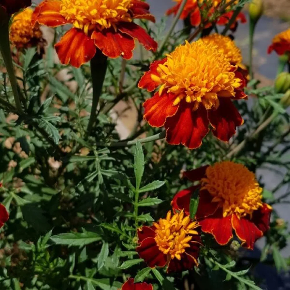 Fransk tagetes, fylld blandning