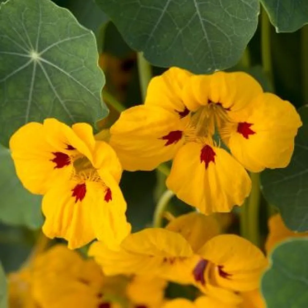 Krasse 'Tip-Top Ladybird Yellow'