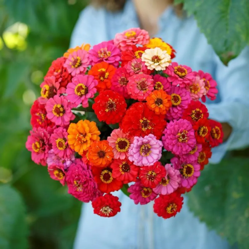 Zinnia 'Pepito' (blandning)