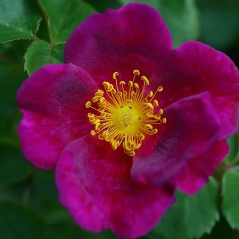 Ros 'Bright Tenderness' – barrotad