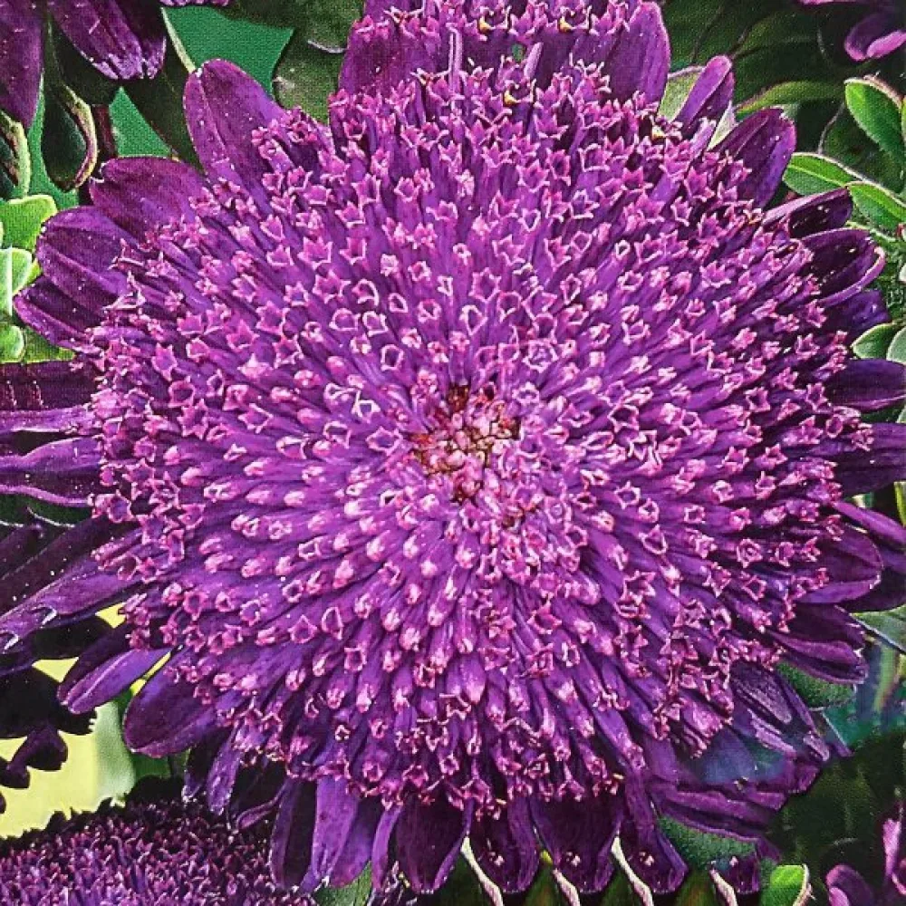 Sommaraster 'Princess' – violett