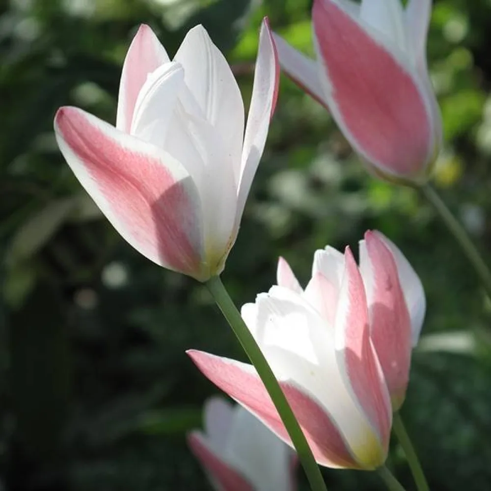 Tulpan 'Lady Jane'