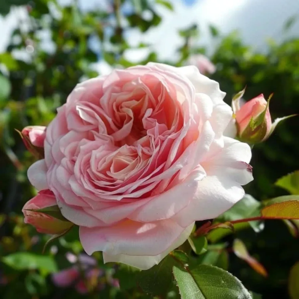 Ros 'Pink Flame'