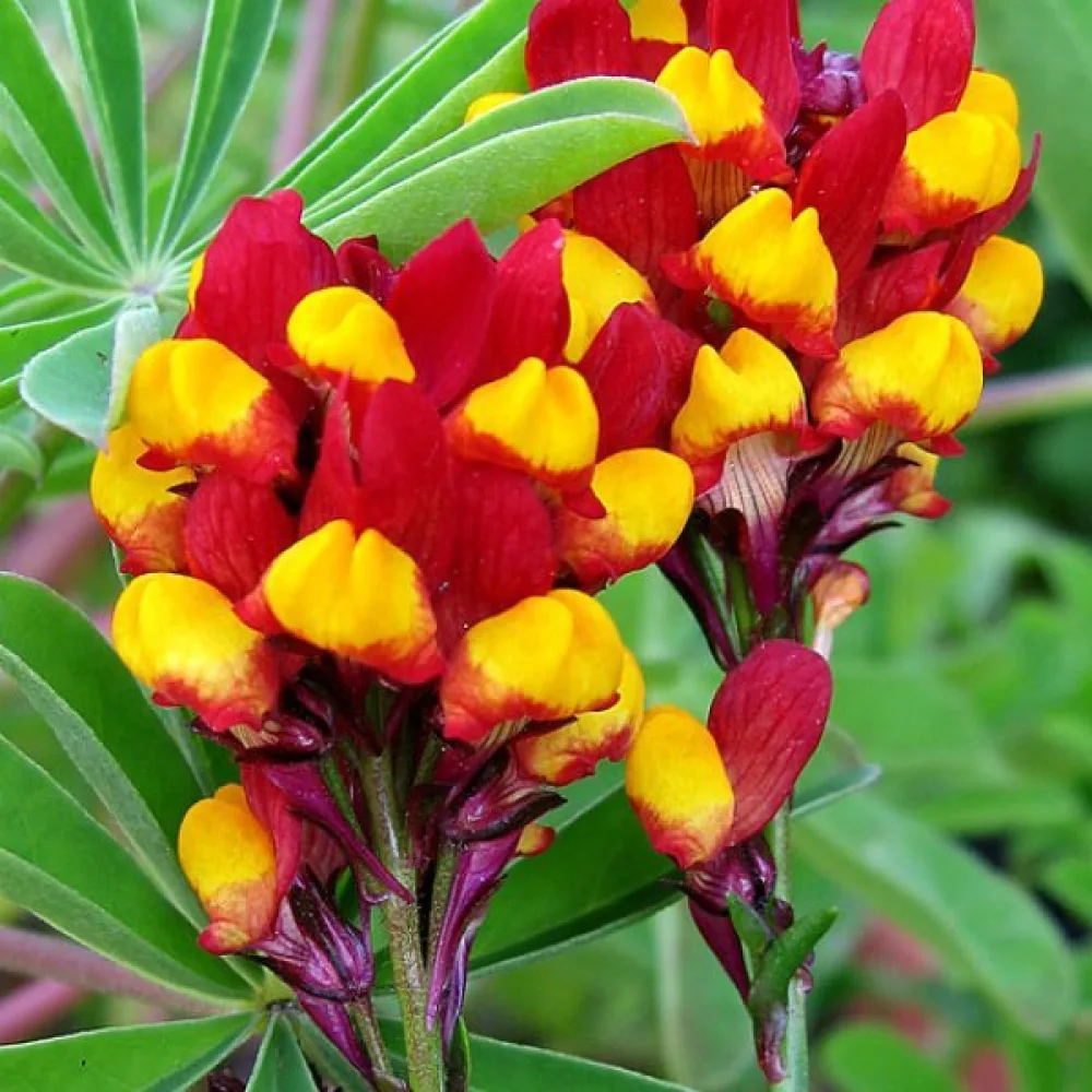 Sporre 'Aureopurpurea'