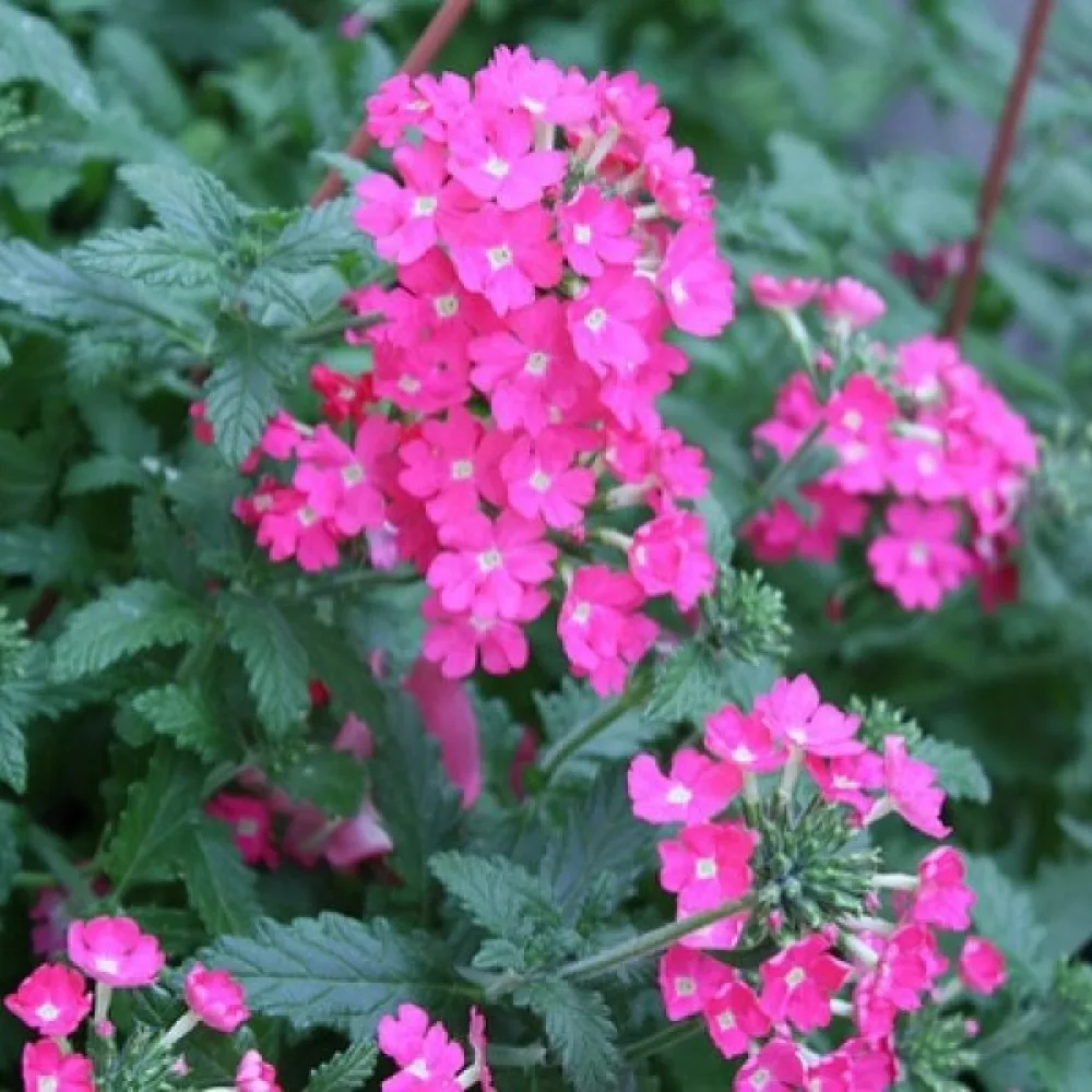 Verbena, magenta