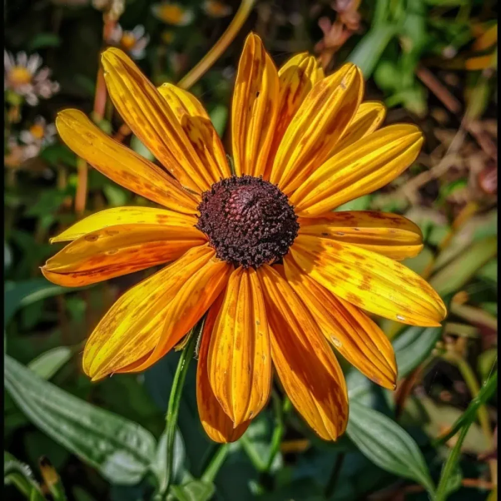 Sommarrudbeckia 'Marmalade'
