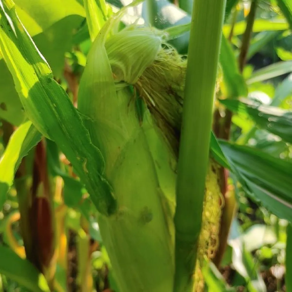 Sockermajs 'Ramondia'
