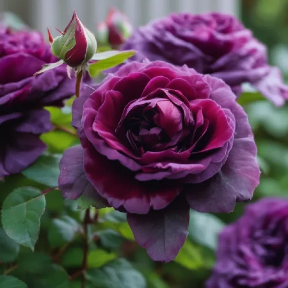 Ros 'Magenta Temptation' – barrotad