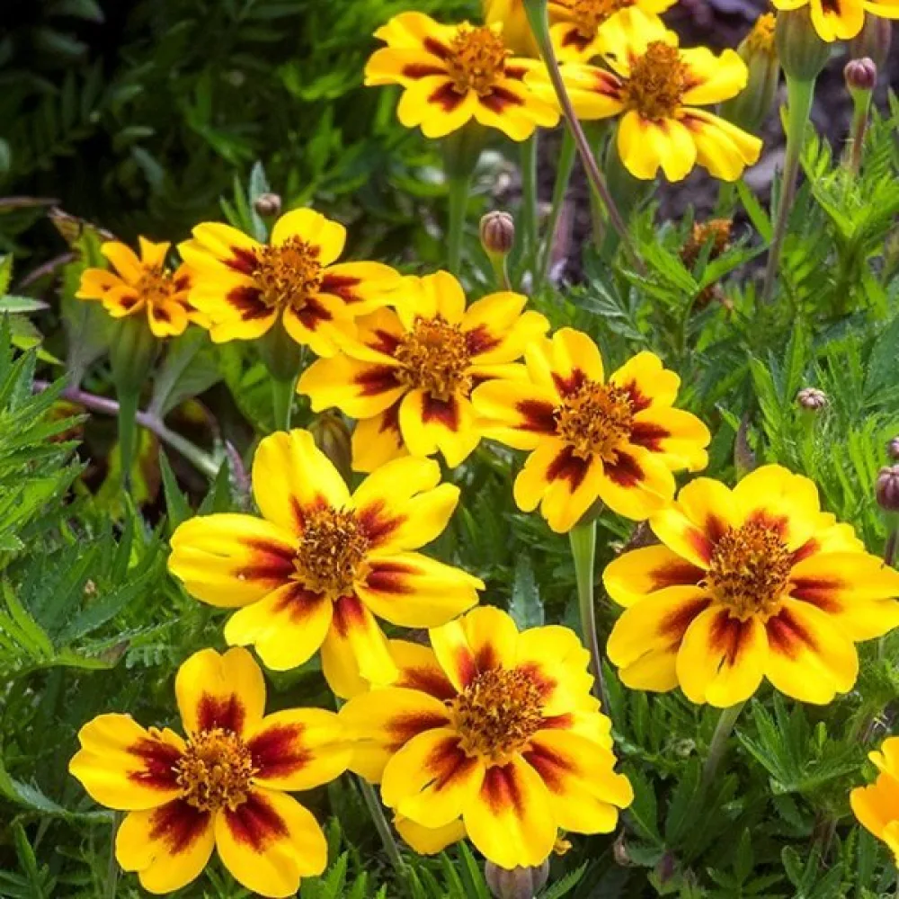 Fransk tagetes 'Legion of Honour'