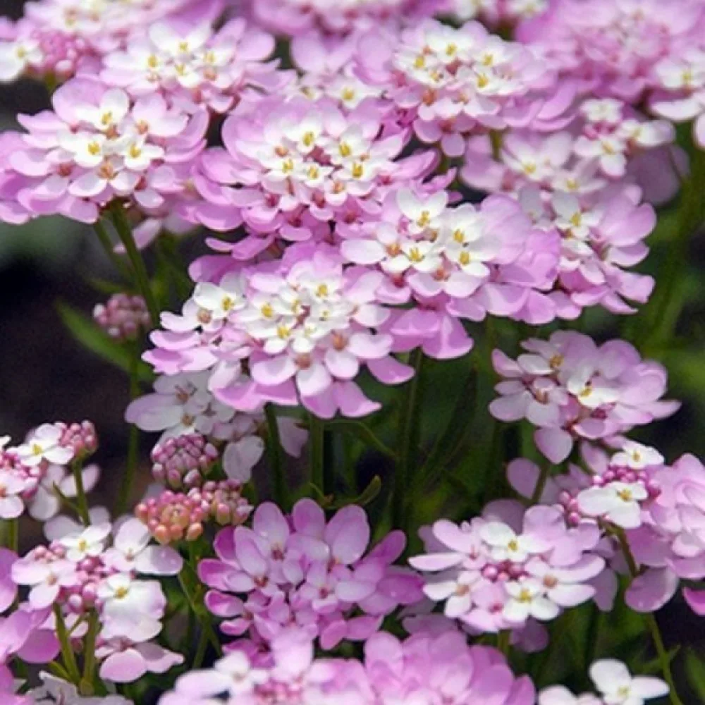 Iberis 'Rose Cardinal' – klarrosa