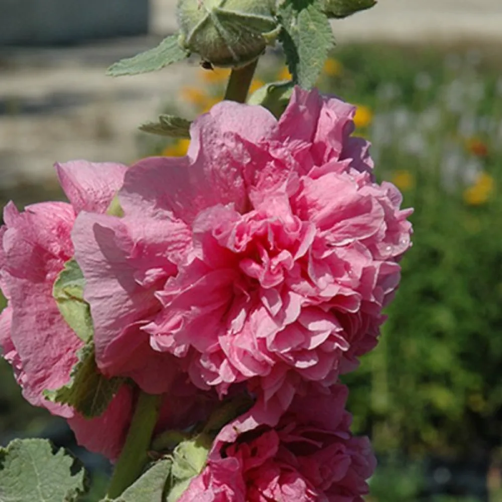 Fylld stockros, ljusrosa