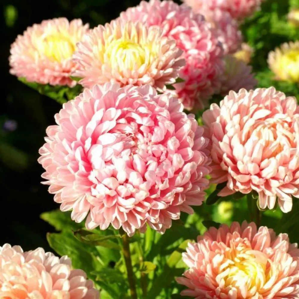 Sommaraster 'Krallen' laxrosa